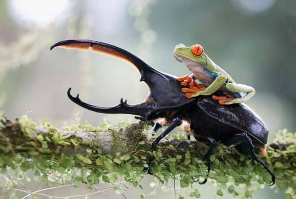 frog-on-the-hercules-beetle-photography-by-nicolas-reusens